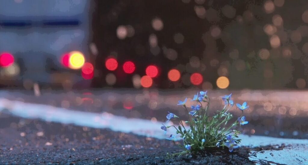 ドラマ「いつかこの恋を思い出してきっと泣いてしまう」第１０（最終）話、アスファルトから出てきた青い小さな花