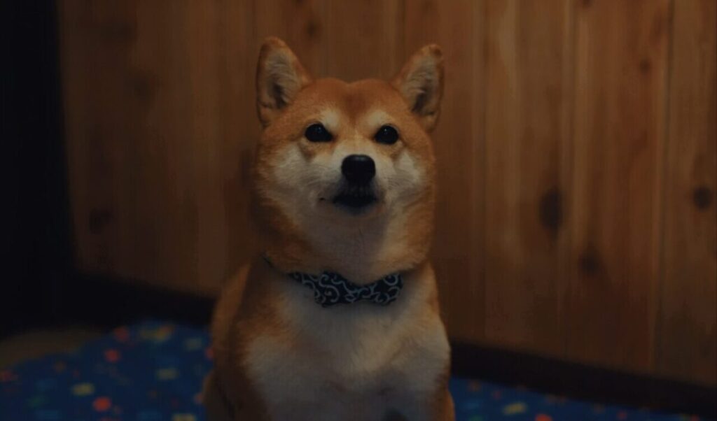 ドラマ「ちょっとだけエスパー」第４話、柴犬の佐助